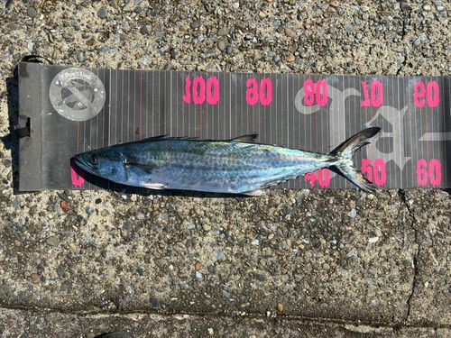 サゴシの釣果