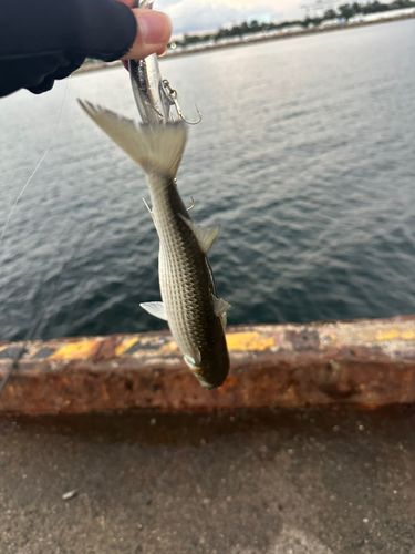 大阪湾
