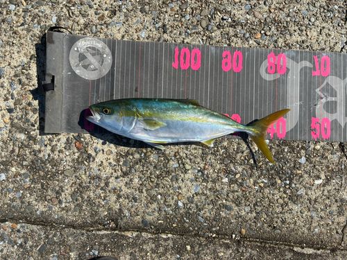 イナダの釣果