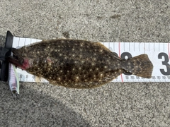 ソゲの釣果