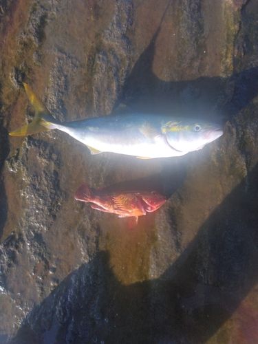 ワカシの釣果