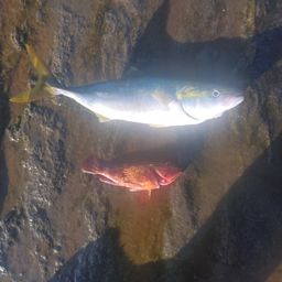 ワカシ