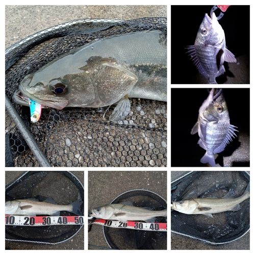 シーバスの釣果