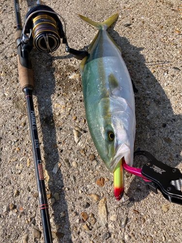 モジャコの釣果