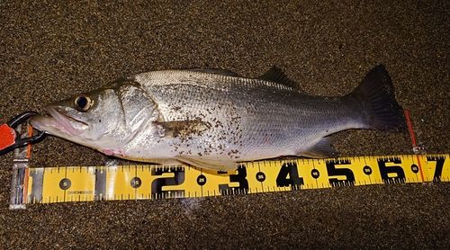 ヒラスズキの釣果