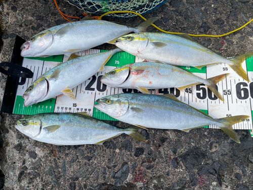 フクラギの釣果