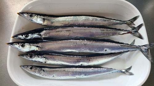 サンマの釣果