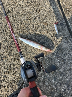 カマスの釣果
