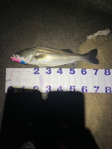 シーバスの釣果
