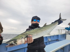 サワラの釣果