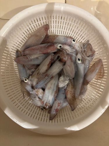 マメイカの釣果