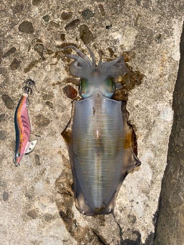 アオリイカの釣果