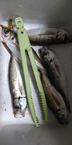 日向灘