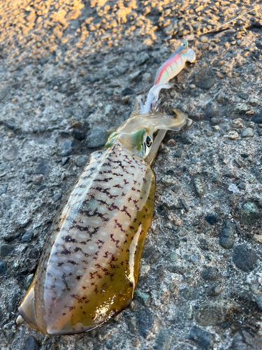 アオリイカの釣果