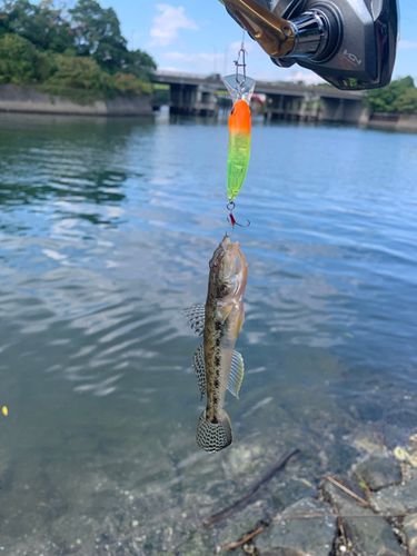 ハゼの釣果