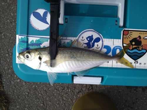 鰺ヶ沢漁港