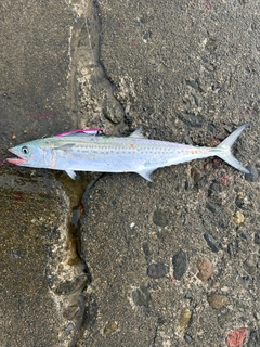 サゴシの釣果