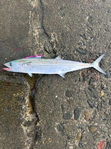 サゴシの釣果