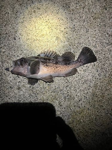 クロソイの釣果