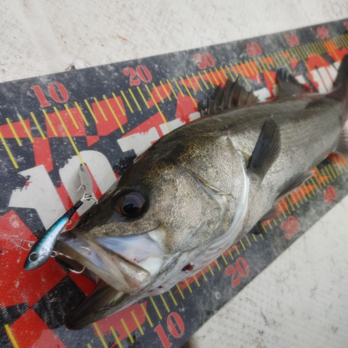 ZUBORAな船長さんの釣果 1枚目の画像