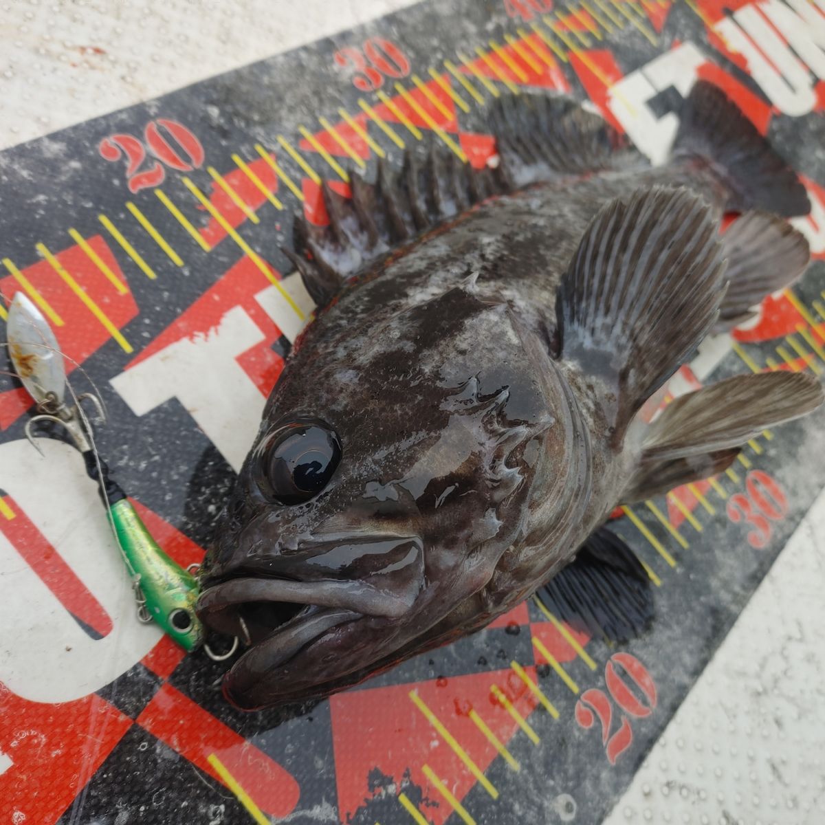 ZUBORAな船長さんの釣果 2枚目の画像