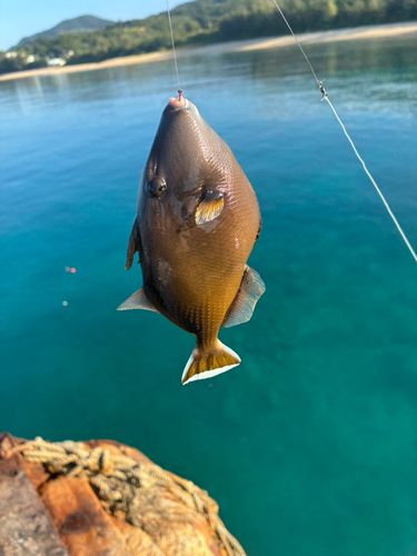 モンガラカワハギの釣果