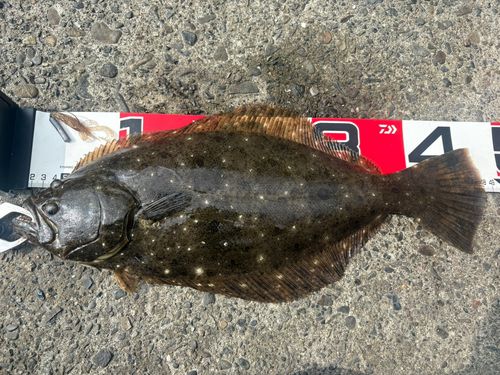 ヒラメの釣果