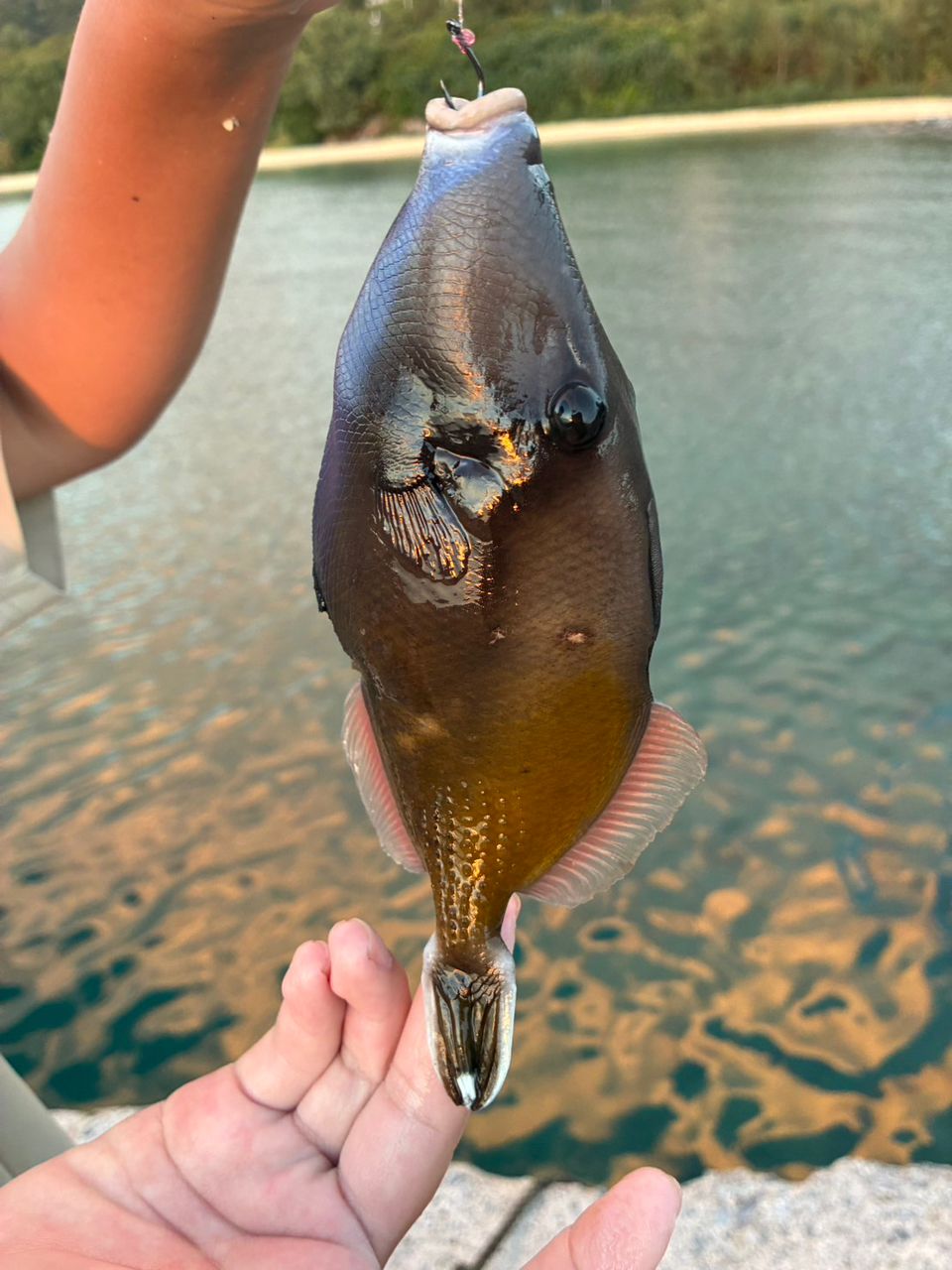 モンガラカワハギ