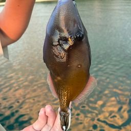 モンガラカワハギ