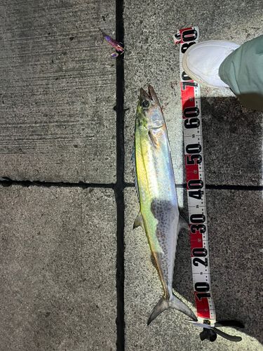 サワラの釣果