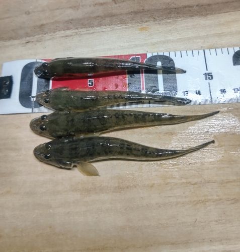ハゼの釣果