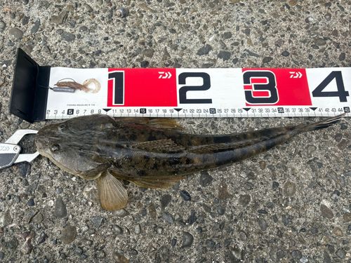 コチの釣果