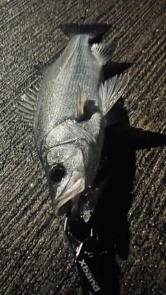 フッコ(ヒラスズキ)の釣果