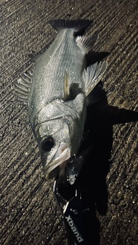 フッコ(ヒラスズキ)の釣果