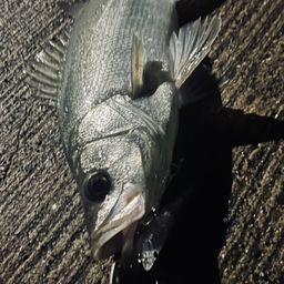 フッコ(ヒラスズキ)