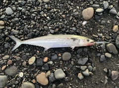 サゴシの釣果