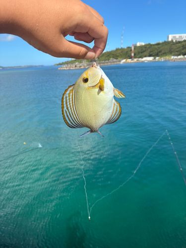クロハギの釣果