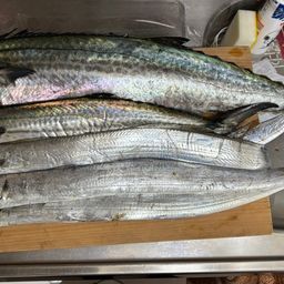 サワラ