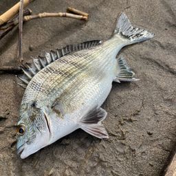 クロダイ