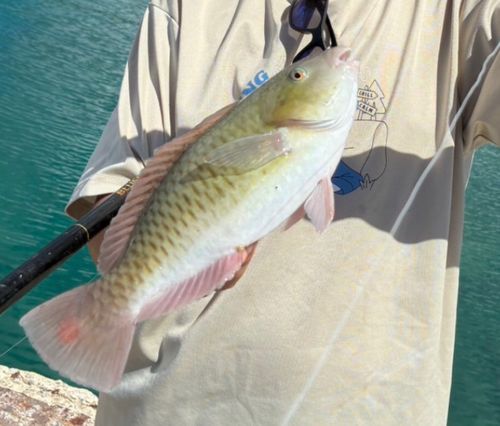 イラブチャーの釣果