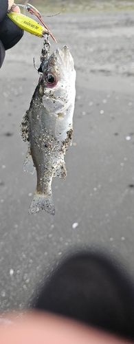 新舞子海岸(富津)