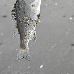 セイゴ（マルスズキ）