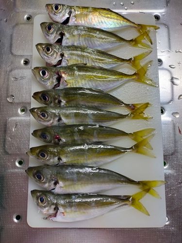 アジの釣果