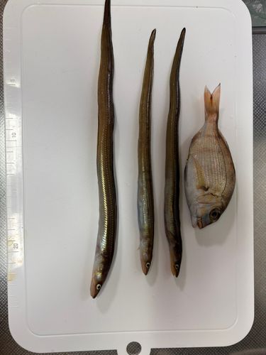 宮崎漁港(吉良サンライズパーク)