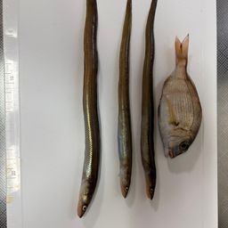 アナゴ