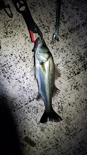 フッコ(マルスズキ)の釣果