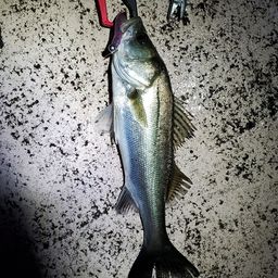 フッコ(マルスズキ)