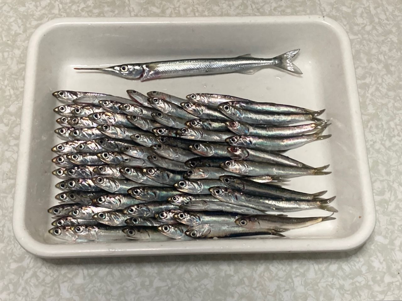 カタクチイワシ