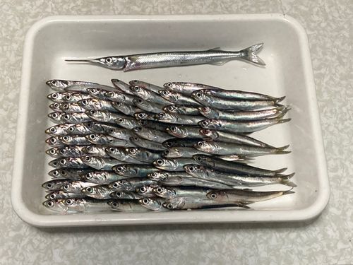 カタクチイワシの釣果