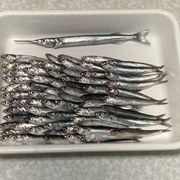 カタクチイワシ